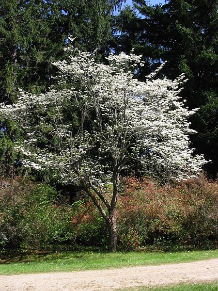 May 11, 2002 - Maudslay State Park, Newburyport, MA.<br />Dogwood.