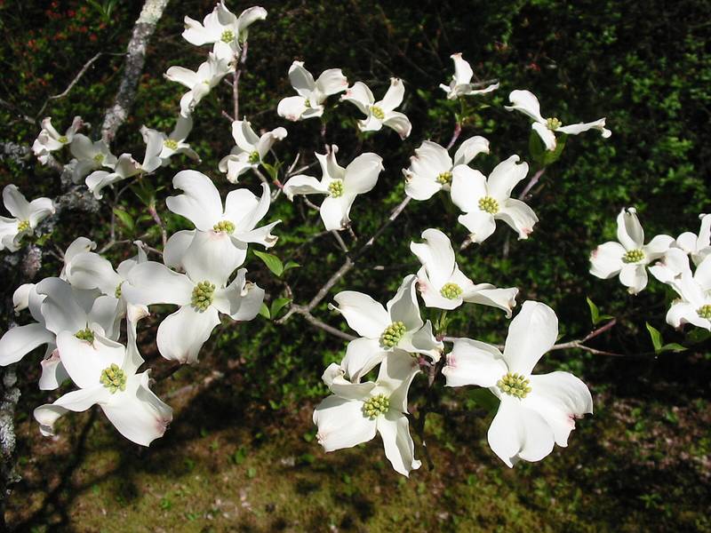 May 11, 2002 - Maudslay State Park, Newburyport, MA.<br />Dogwood.