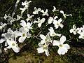 May 11, 2002 - Maudslay State Park, Newburyport, MA.<br />Dogwood.