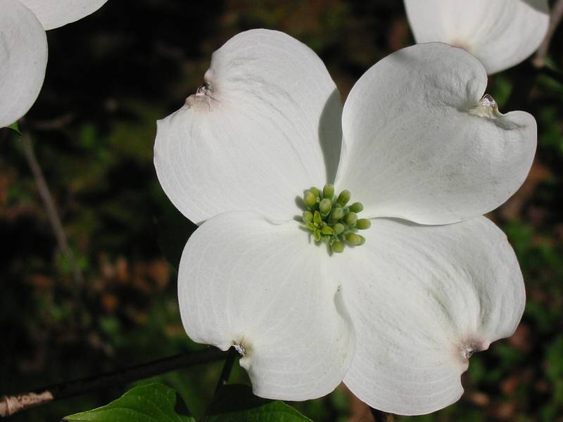 May 11, 2002 - Maudslay State Park, Newburyport, MA.<br />Dogwood.