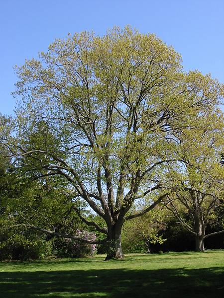 May 11, 2002 - Maudslay State Park, Newburyport, MA.