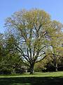 May 11, 2002 - Maudslay State Park, Newburyport, MA.