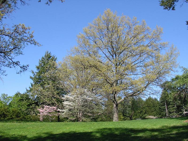 May 11, 2002 - Maudslay State Park, Newburyport, MA.