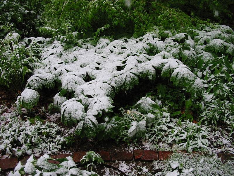 May 18, 2002 - 19 Woodland Street, Merrimac, Massachusetts.<br />Snow on May 18th?