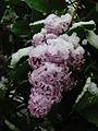 May 18, 2002 - 19 Woodland Street, Merrimac, Massachusetts.<br />Snow on May 18th? Lilac.
