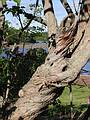 May 19, 2002 - Wentworth-Coolidge Mansion State Historic Site, Portsmouth, New Hampshire.<br />Lilac bush trunk.