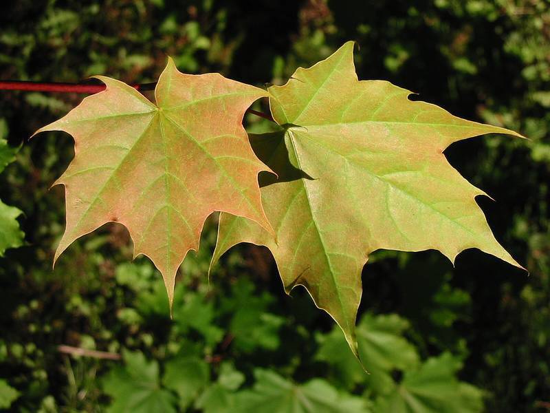 May 22, 2002 - 19 Woodland Street, Merrimac, MA.<br />Maple leaves in our back yard.
