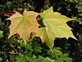 May 22, 2002 - 19 Woodland Street, Merrimac, MA.<br />Maple leaves in our back yard.