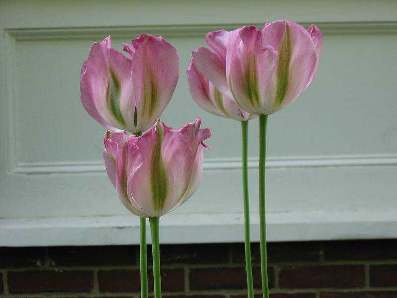 May 27, 2002 - At John and Bonnie's in Newburyport, MA.<br />Tulips.