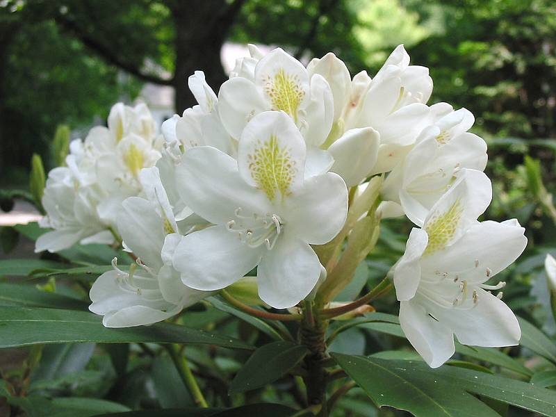 June 4, 2002 - 19 Woodland Street, Merrimac, Massachusetts.<br />Rhododendron.