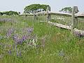 June 11, 2002 -  Parker River National Wildlife Refuge.<br />Nelson Island, Rowley, Massachusetts.