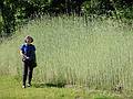 June 20, 2002 - Amesbury, Massachusetts.<br />Joyce and tall grass along the new river walk/bicycle path.