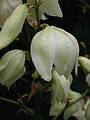 July 27, 2002 - Manchester by the Sea, Massachusetts.<br />Yucca flower in Mirdza's garden.