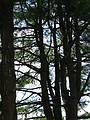 July 11, 2002 - Saratoga Springs, New York.<br />Pines in front of the Tang Museum at Skidmore College.