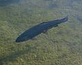July 11, 2002 - Saratoga Springs, New York.<br />Trout in Congress Park.
