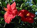 July 11, 2002 - Saratoga Springs, New York.<br />Hibiscus in Congress Park.