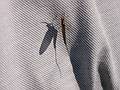 July 12, 2002 - Essex, New York.<br />May fly on shirt.