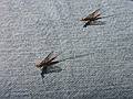 July 12, 2002 - Essex, New York.<br />May flies on table cloth.