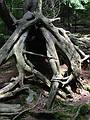 July 14, 2002 - Near Adirondack Mountain Club Loj at Heart Lake, New York.<br />Roots of a tree overgrowing a rock along the trail down Mount Jo.