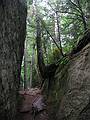 July 18, 2002 - Castle Rock Mountain, Blue Mountain Lake, New York.<br />Trail near the top.