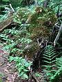 July 18, 2002 - Castle Rock Mountain, Blue Mountain Lake, New York.<br />Fluffy moss?