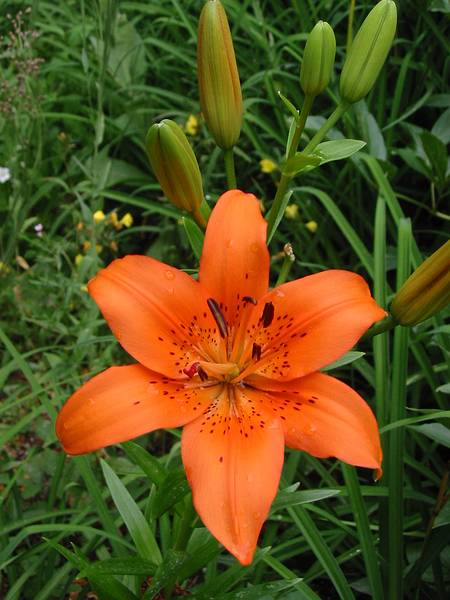 July 18, 2002 - Hemlock Hill Resort, Blue Mountain Lake, New York.<br />Day lily?