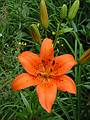 July 18, 2002 - Hemlock Hill Resort, Blue Mountain Lake, New York.<br />Day lily?