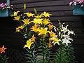 July 18, 2002 - Hemlock Hill Resort, Blue Mountain Lake, New York.<br />Day lilies?