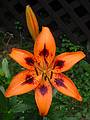 July 18, 2002 - Hemlock Hill Resort, Blue Mountain Lake, New York.<br />Day lily?