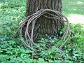 July 20, 2002 - Yaddo Gardens, Saratoga Springs, New York.