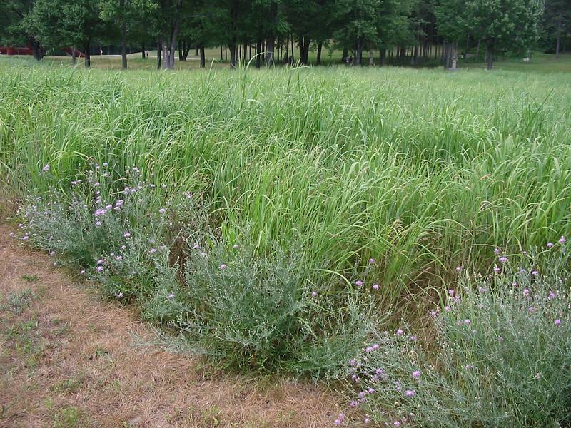 July 21, 2002 - Storm King Arts Center, Mountainville, New York.<br />Tall grasses and wildflowers.