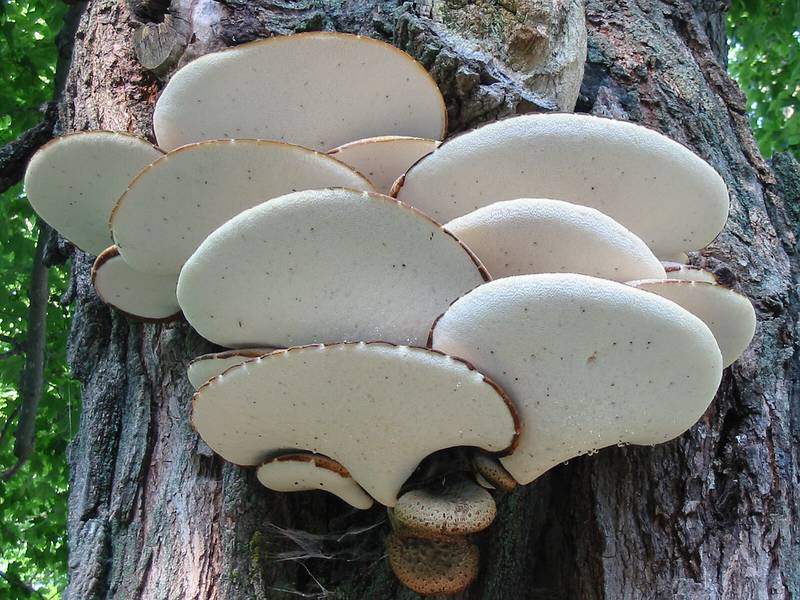 Aug 4, 2002 - Merrimac, Massachusetts.<br />Tree or shelf mushrooms across the street from our house.