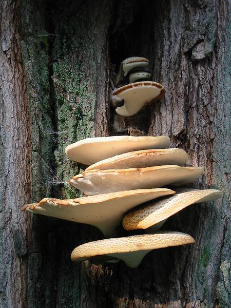 Aug 4, 2002 - Merrimac, Massachusetts.<br />Tree or shelf mushrooms across the street from our house.