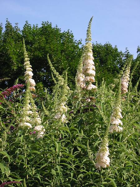 Aug 4, 2002 - Merrimac, Massachusetts.<br />Butterfly bush.