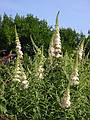 Aug 4, 2002 - Merrimac, Massachusetts.<br />Butterfly bush.