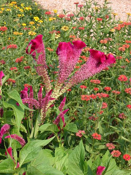 Aug 12, 2002 - Annapolis, Maryland.<br />William Paca House garden.