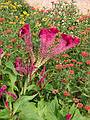 Aug 12, 2002 - Annapolis, Maryland.<br />William Paca House garden.