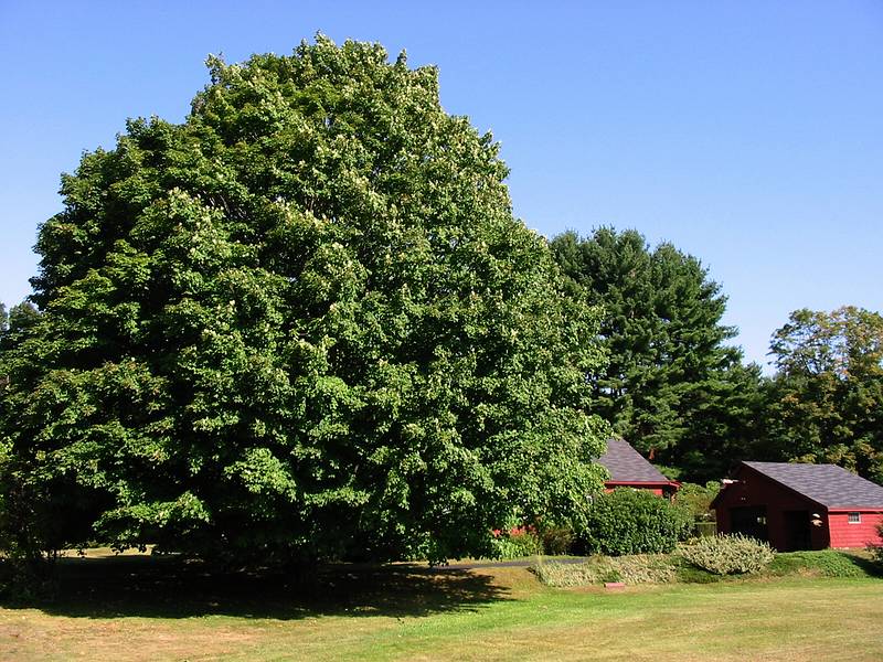 Aug 31, 2002 - Merrimac, Massachusetts.<br />Tree on property on Church Street across from Winter Street.