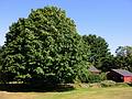 Aug 31, 2002 - Merrimac, Massachusetts.<br />Tree on property on Church Street across from Winter Street.