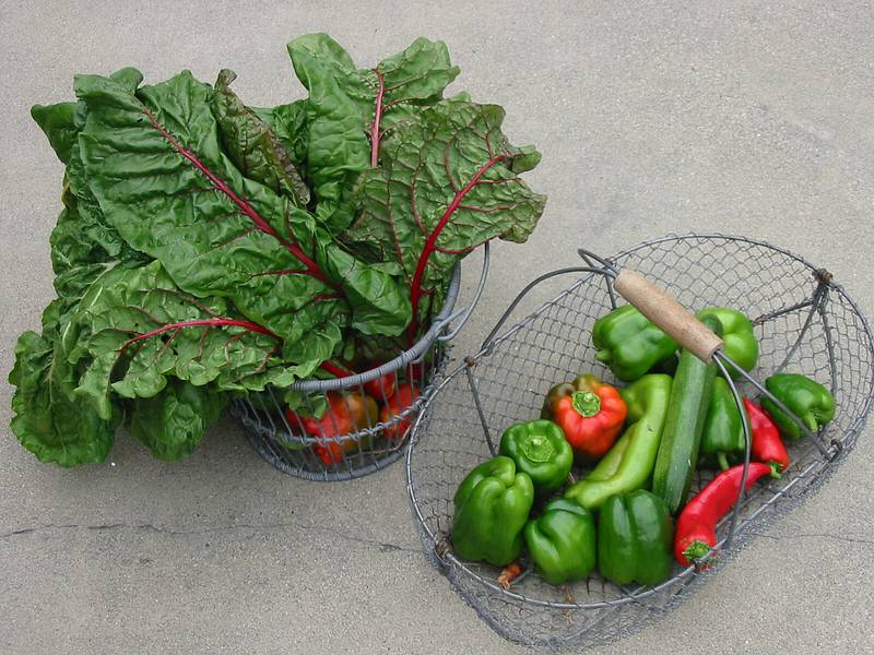 Sept 1, 2002 - At Marie's in Lawrence, Massachusetts.<br />Some of the vegetables from Paul's garden.