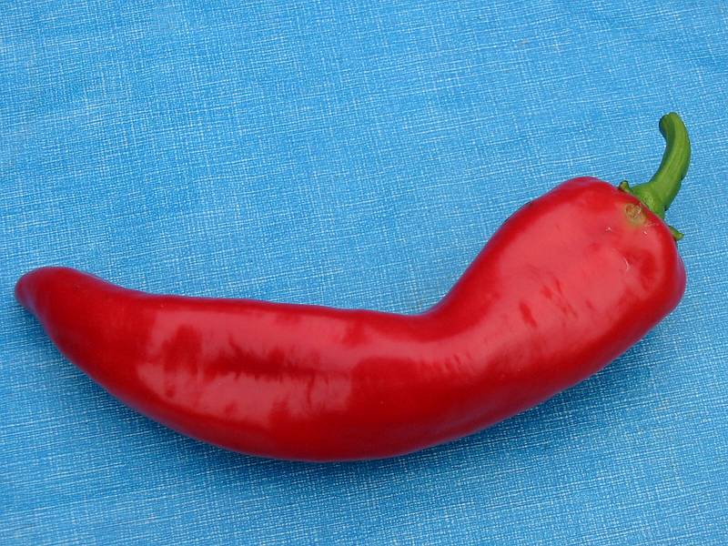 Sept 1, 2002 - At Marie's in Lawrence, Massachusetts.<br />A hot pepper from Paul's garden.