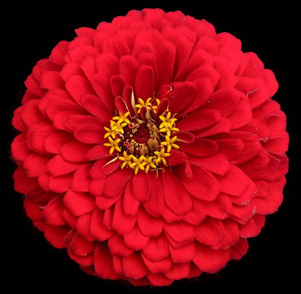 Sept 1, 2002 - At Marie's in Lawrence, Massachusetts.<br />Zinia from Paul's garden.
