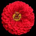 Sept 1, 2002 - At Marie's in Lawrence, Massachusetts.<br />Zinia from Paul's garden.
