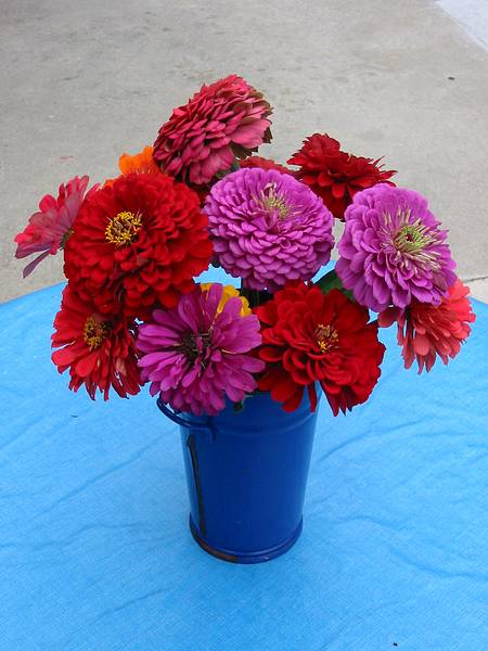 Sept 1, 2002 - At Marie's in Lawrence, Massachusetts.<br />Zinias from Paul's garden.