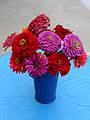 Sept 1, 2002 - At Marie's in Lawrence, Massachusetts.<br />Zinias from Paul's garden.