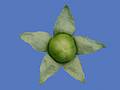 Sept 1, 2002 - At Marie's in Lawrence, Massachusetts.<br />A tomatillo from Paul's garden.
