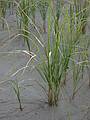 Sept 10, 2002 - Parker River National Wildlife Refuge, Plum Island, Massachusetts.<br />Beach grass on beach off parking lot 3.