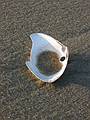 Sept 10, 2002 - Parker River National Wildlife Refuge, Plum Island, Massachusetts.<br />Clam shell with hole bored by a starfish or a whelk.
