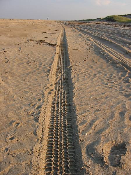 Sept 10, 2002 - Parker River National Wildlife Refuge, Plum Island, Massachusetts.<br />Beach off parking lot 3.