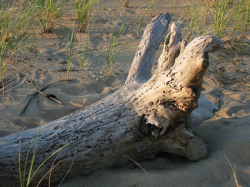 Sept 10, 2002 - Parker River National Wildlife Refuge, Plum Island, Massachusetts.